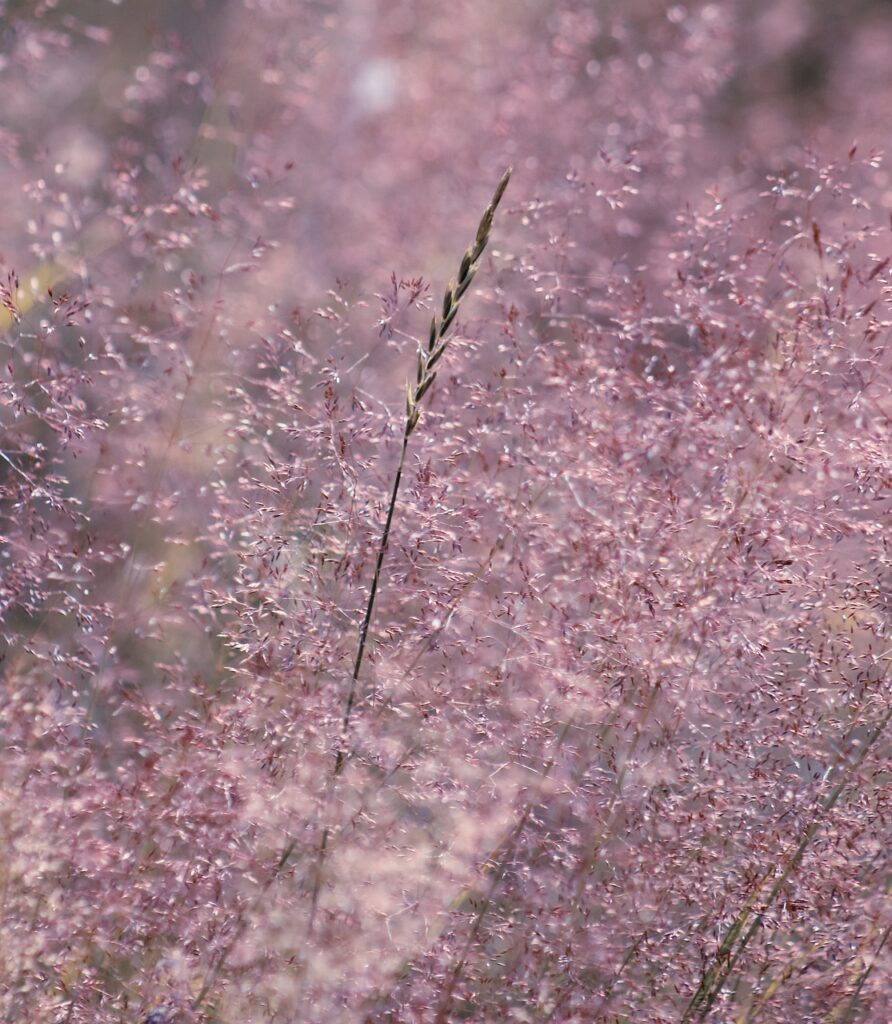 flowers, pink, calm, peaceful